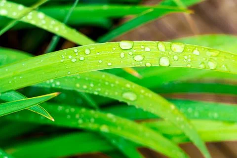 Grass with water drops Stock Photos