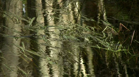 Grass in water 스톡 동영상 349107