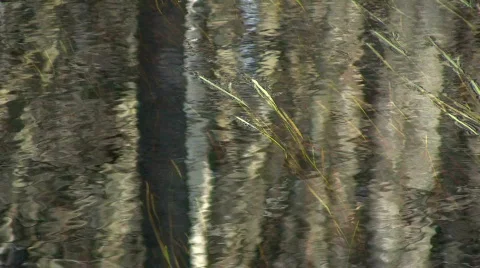 Grass in water Video stock 349121