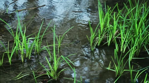 Grass in water Stock-Footage 1060439