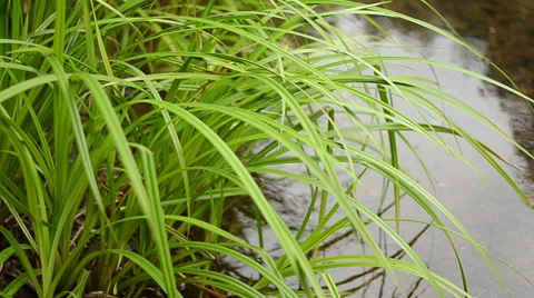 Grass in the Water Stock Footage 27257689