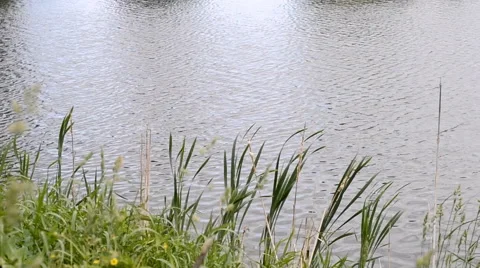 Grass with water Stock Footage 52791819