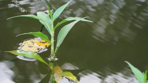 Grass with water Stock Footage 115563102