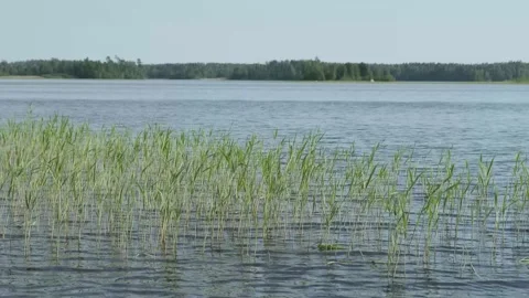 Grass on the water Video stock 136179527