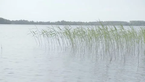 Grass on the water Stock Footage 136179556