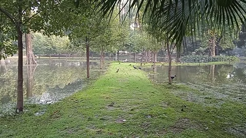 Grass in water Video stock 147884513