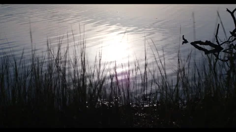 Grass on Water Stock Footage 321322043