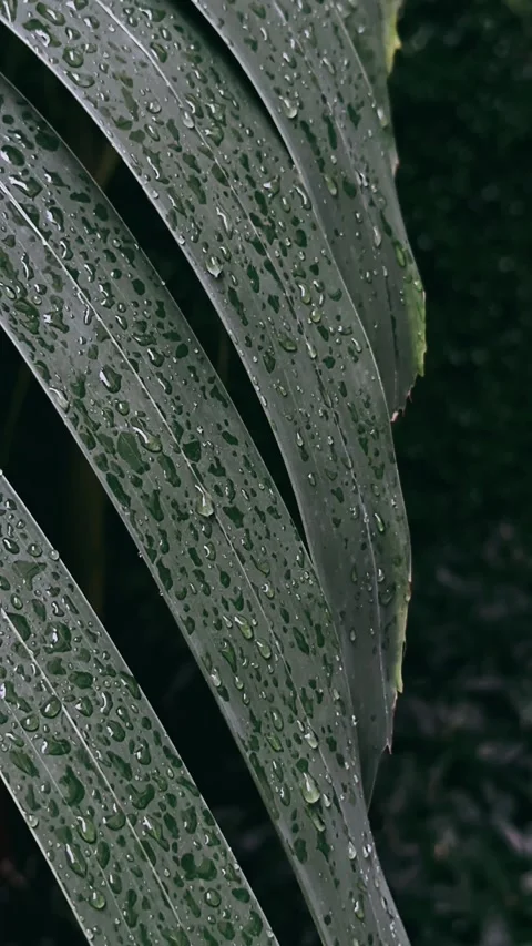 Grass, water, nature, dew, leaf, plant, drop, rain, drops, macro, wet, Stock Footage 245862004
