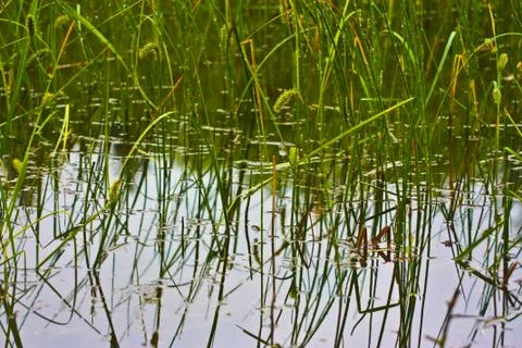 Grass in water Stock Photos