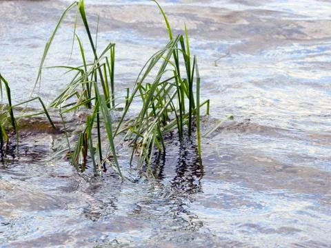 Grass in the water Stock Photos