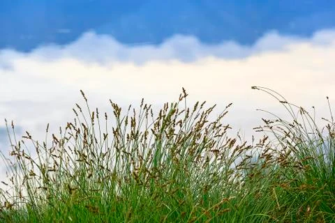 Grass with water Stock Photos