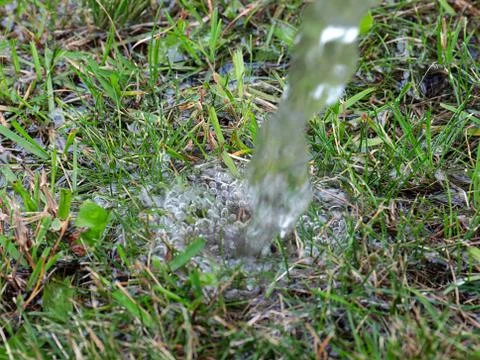 Grass on the water Stock-Fotos