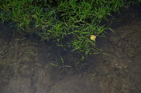 Grass in the water. Stock Photos
