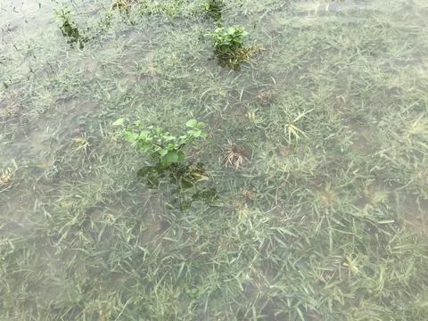 Grass in water Stock Photos
