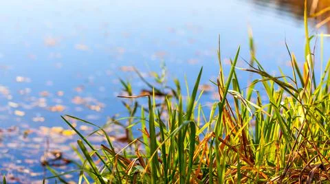 Grass by the water Stock Photos