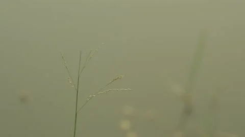 Grass with water Ripple Video stock 186456400