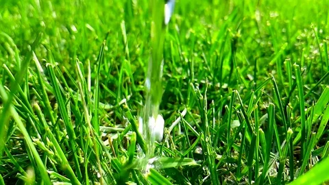 Grass to water with slow motion Stock Footage 89455867
