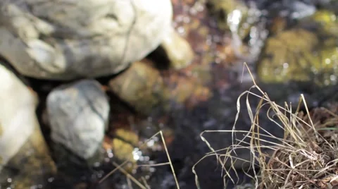 Grass to Water Stream_Graded 스톡 동영상 41511717