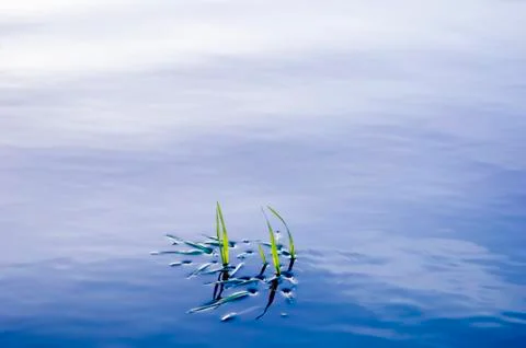 Grass in water surface Stock Photos