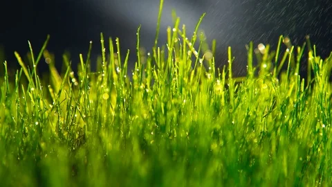 Grass watered or wet grass Stockbeeldmateriaal 73445270