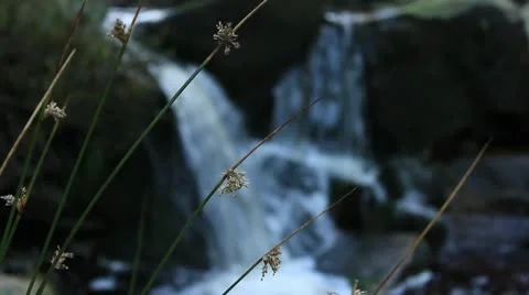 Grass with waterfall background 1 140112 Video stock 10610020