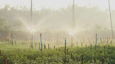 Grass watering Smart garden activated with full automatic sprinkler irrigation Video stock 334657254