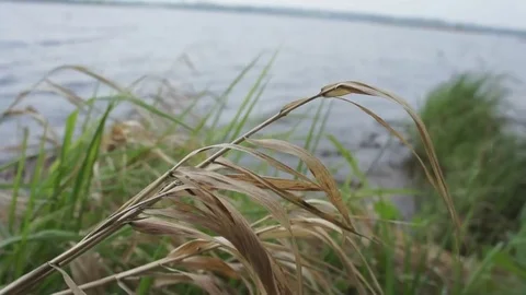 Grass wave of water in the lake background Video stock 82246448
