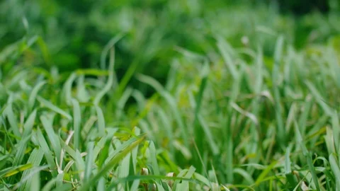 The grass waved in the breeze. slow motion. Stock Footage 100283634