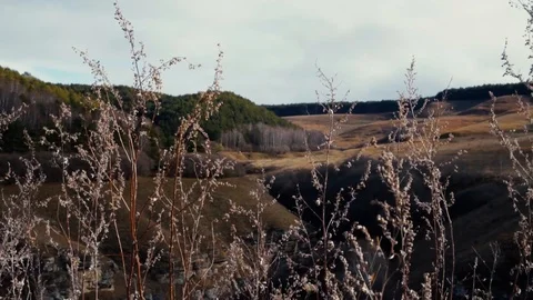 Grass wavers in the Mountains Stock Footage 98451269