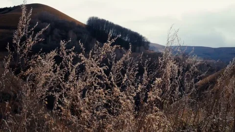 Grass wavers in the Mountains Stock Footage 98451290