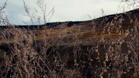 Grass wavers in the Mountains Stock Footage 98451295