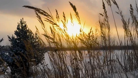 Grass wavers from the wind on a winter lake in the sunset Stock Footage 101807864