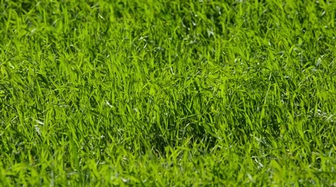 Grass waves field moved, shot background HD Stock Footage 65502942