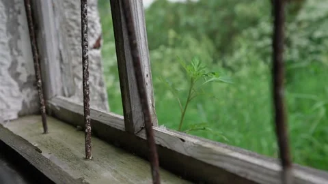 Grass waves in strong wind outside broken window with bars Stock Footage 135960299