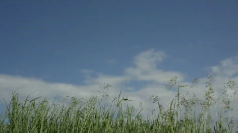 Grass waves on a wind against sky Video stock 618675