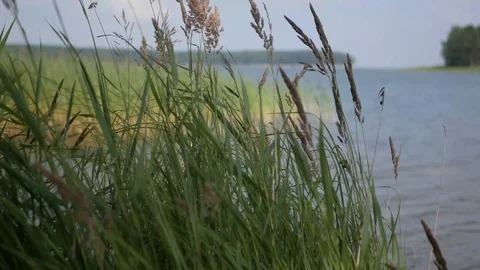 Grass waves on the wind on the background of the beautiful shore of the sea. 4k Stock Footage 100234025