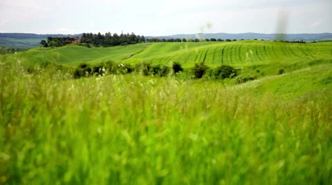 Grass waves on a wind, Tuscany, Italy Stock Footage 43199859
