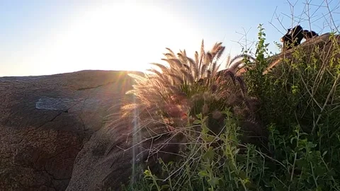 Grass Waving 2 slow motion Video stock 152534234