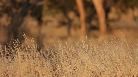 Grass waving with Giraffe walking in the back, Damaraland, Namibia Video stock 106331258