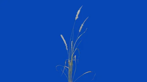 Grass waving moving in wind breeze isolated on chroma key blue screen in 4K Stock Footage 132013413