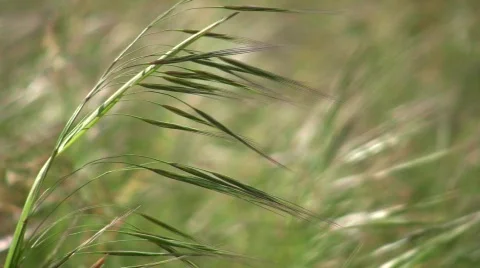 Grass waving in summer field golden stalks natural beautiful sea of wheat stalks Stock Footage