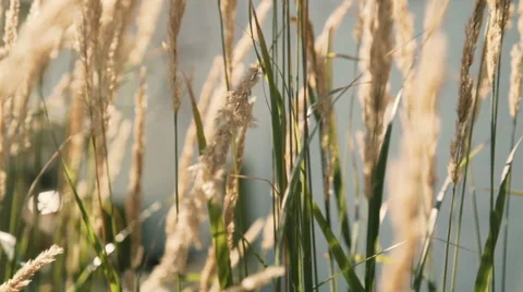 Grass waving in wind 2 Stock Footage 67406369
