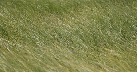 Grass waving on wind background Stock Footage 294915960