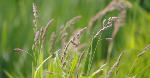 Grass waving in wind close up 4K apple prores hq Stock Footage 50805216