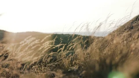 Grass waving in the wind on coast Stock Footage 71564677