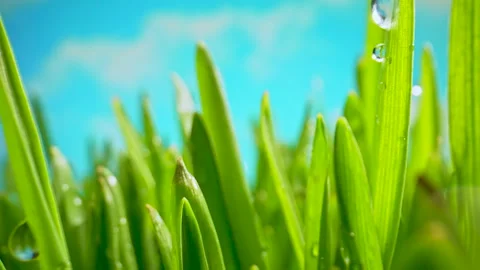 Grass is Waving in the Wind. Dew Drops on the Fresh Grass Shining in the Morning Video stock 266395949