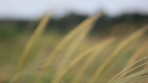 Grass Waving in the Wind Видео 2417052