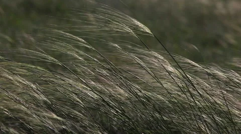 Grass waving in the wind Stock Footage 40490392