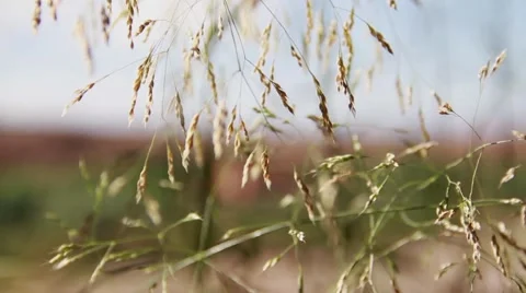 Grass Waving in the Wind Video stock 52933802
