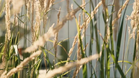 Grass waving in wind Vidéo 67406357